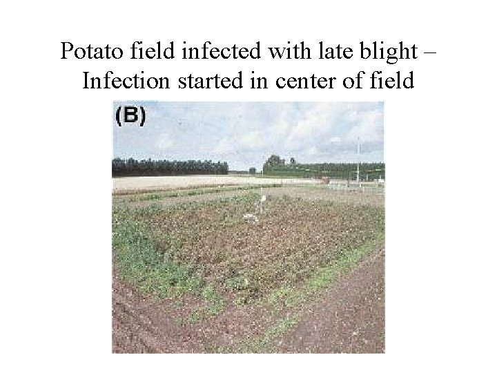 Potato field infected with late blight – Infection started in center of field 
