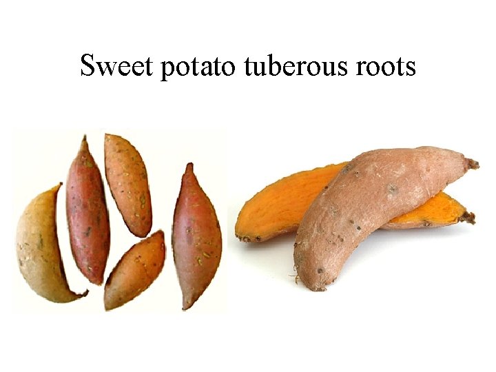 Sweet potato tuberous roots 