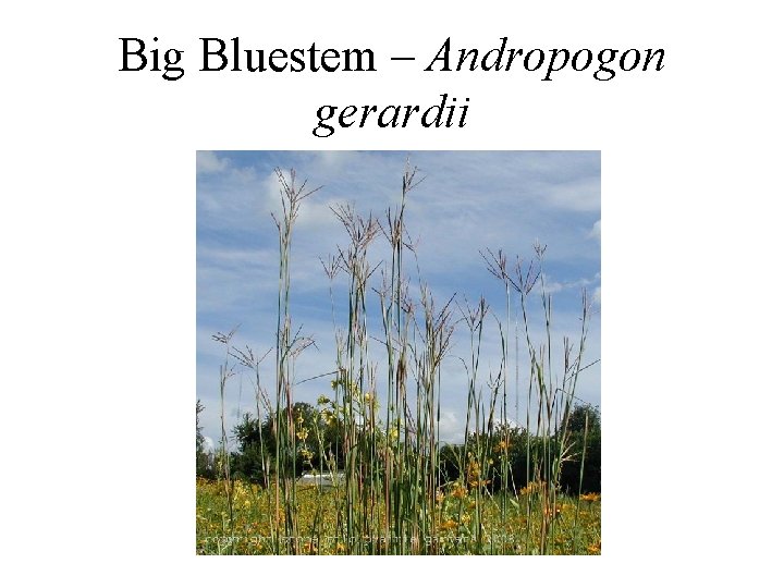 Big Bluestem – Andropogon gerardii 