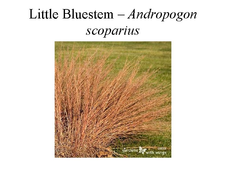 Little Bluestem – Andropogon scoparius 