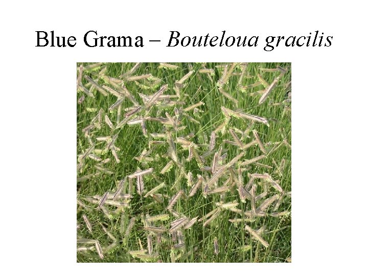 Blue Grama – Bouteloua gracilis 