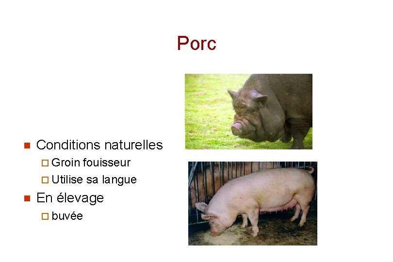 Porc n Conditions naturelles ¨ Groin fouisseur ¨ Utilise sa langue n En élevage