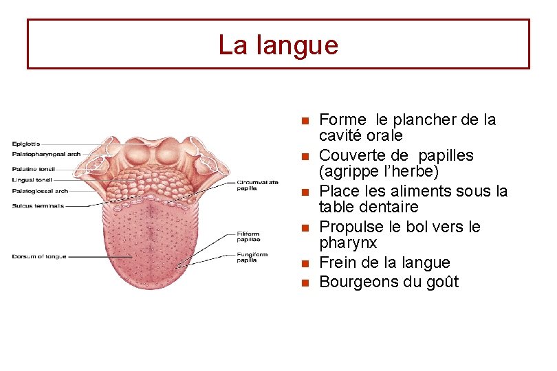 La langue n n n Forme le plancher de la cavité orale Couverte de