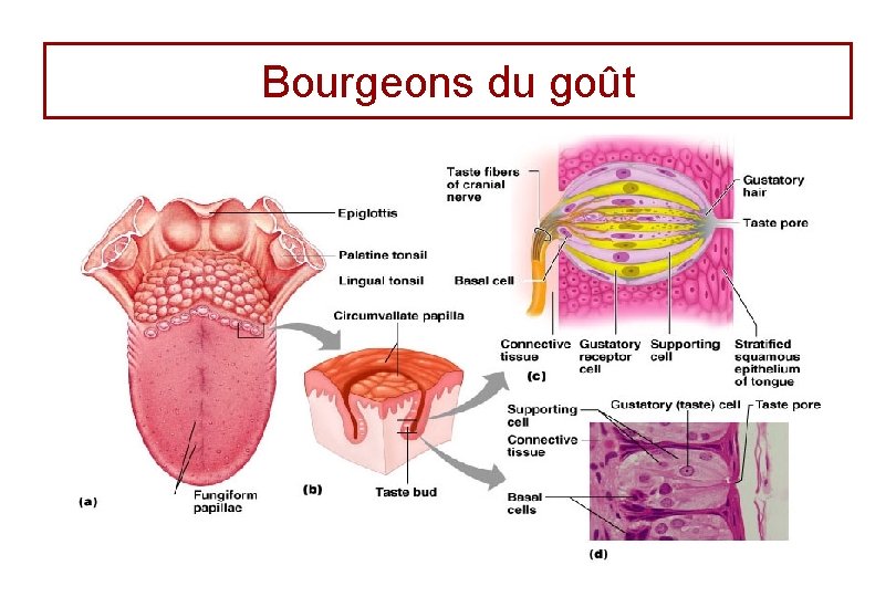 Bourgeons du goût 