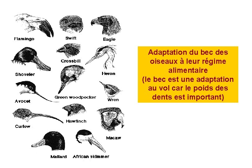  Adaptation du bec des oiseaux à leur régime alimentaire (le bec est une