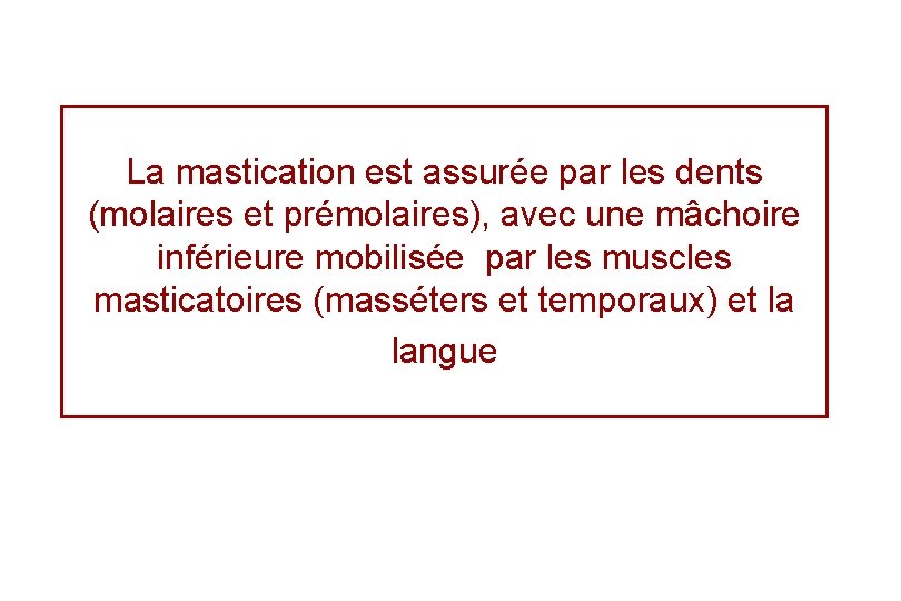 La mastication est assurée par les dents (molaires et prémolaires), avec une mâchoire inférieure