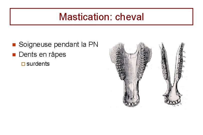 Mastication: cheval n n Soigneuse pendant la PN Dents en râpes ¨ surdents 