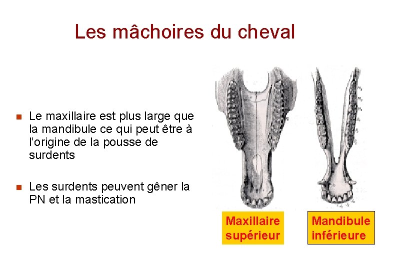 Les mâchoires du cheval n Le maxillaire est plus large que la mandibule ce