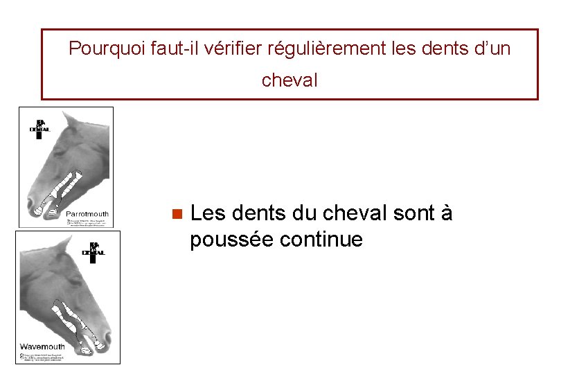 Pourquoi faut-il vérifier régulièrement les dents d’un cheval n Les dents du cheval sont