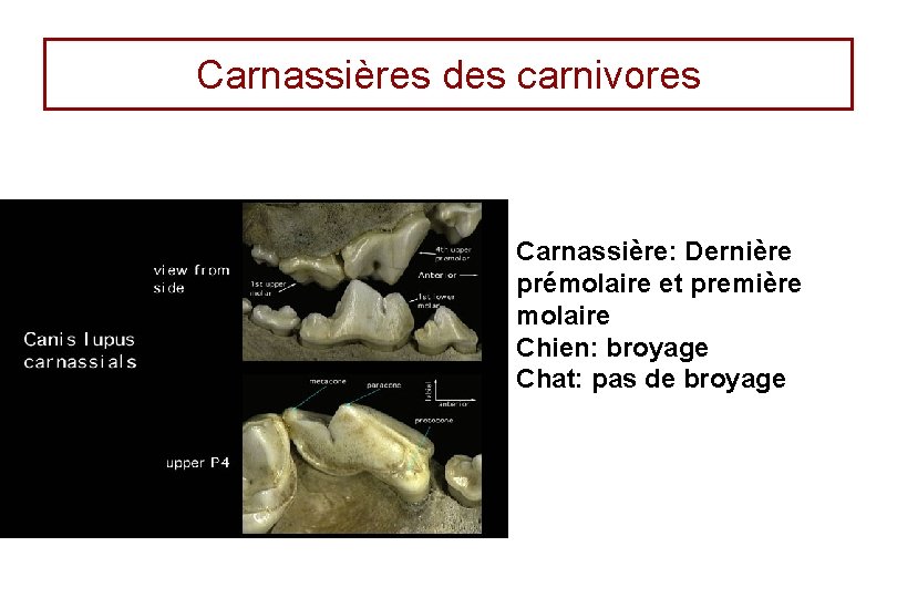 Carnassières des carnivores Carnassière: Dernière prémolaire et première molaire Chien: broyage Chat: pas de