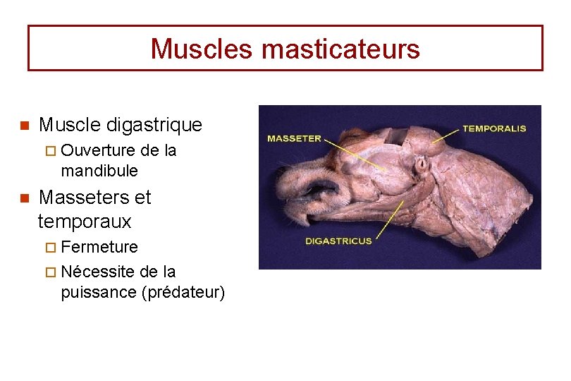 Muscles masticateurs n Muscle digastrique ¨ Ouverture de la mandibule n Masseters et temporaux