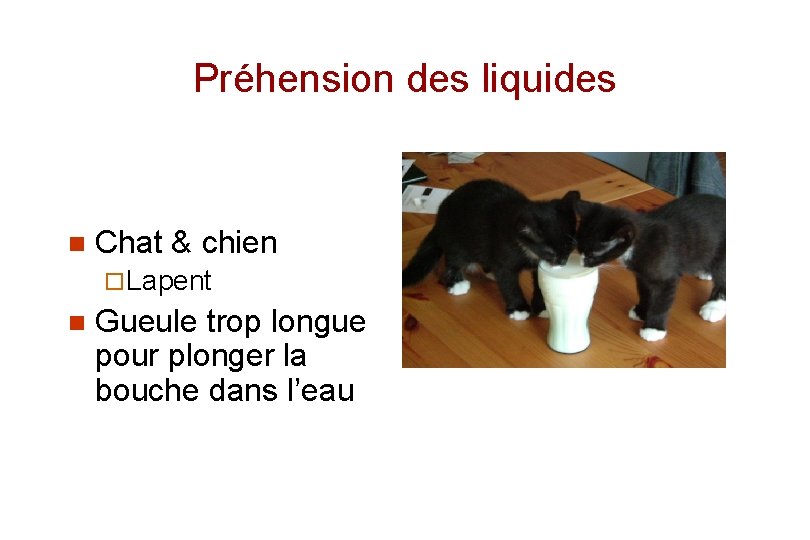 Préhension des liquides n Chat & chien ¨ Lapent n Gueule trop longue pour