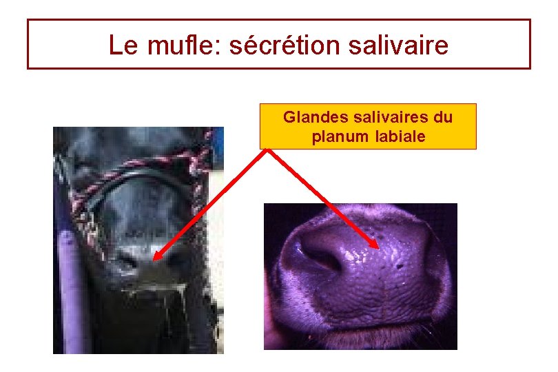 Le mufle: sécrétion salivaire Glandes salivaires du planum labiale 