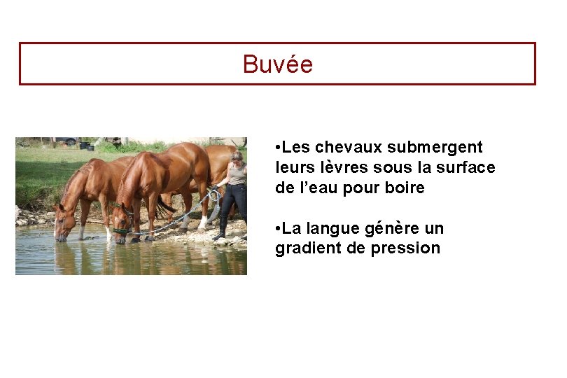 Buvée • Les chevaux submergent leurs lèvres sous la surface de l’eau pour boire