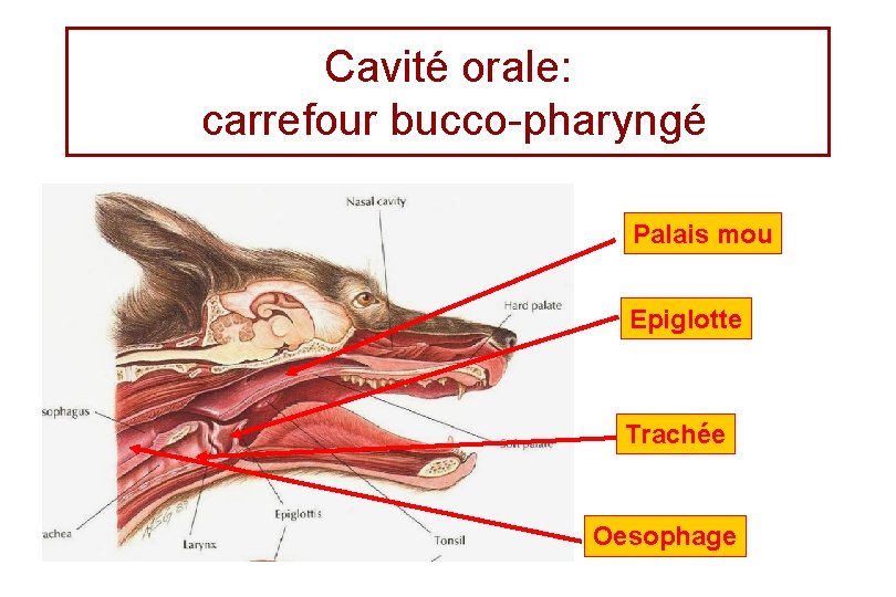 Cavité orale: carrefour bucco-pharyngé Palais mou Epiglotte Trachée Oesophage 