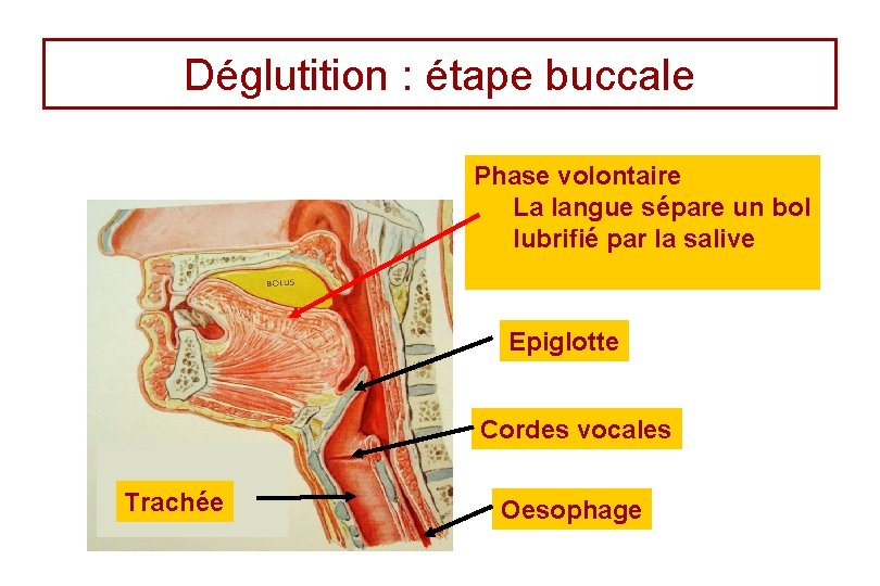 Déglutition : étape buccale Phase volontaire La langue sépare un bol lubrifié par la