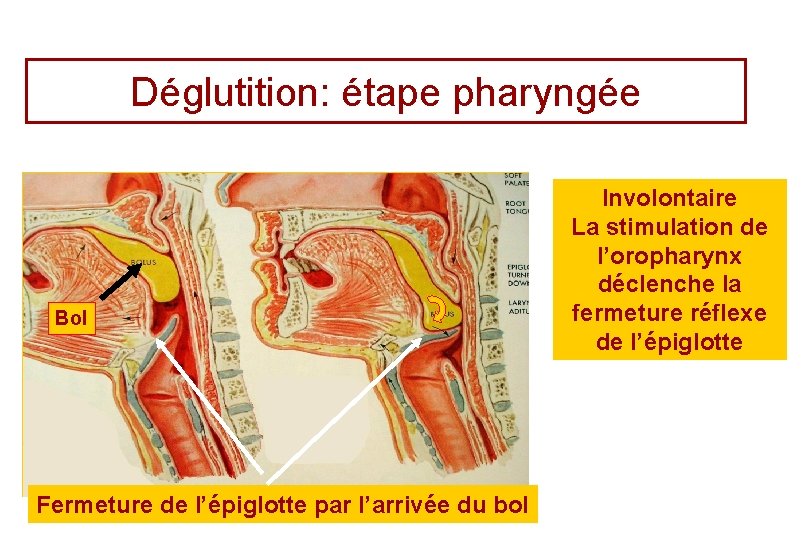 Déglutition: étape pharyngée Bol Fermeture de l’épiglotte par l’arrivée du bol Involontaire La stimulation