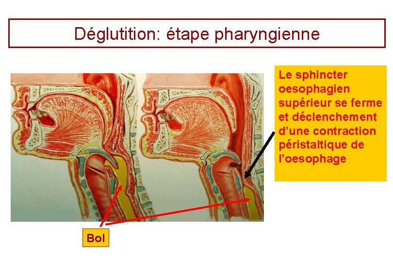 Déglutition: étape pharyngienne Le sphincter oesophagien supérieur se ferme et déclenchement d’une contraction péristaltique