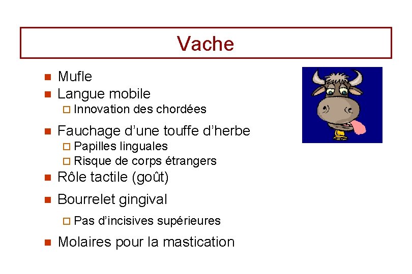 Vache n n Mufle Langue mobile ¨ Innovation n des chordées Fauchage d’une touffe