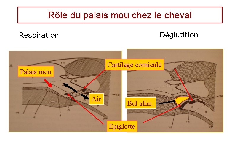 Rôle du palais mou chez le cheval Déglutition Respiration Cartilage corniculé Palais mou Air