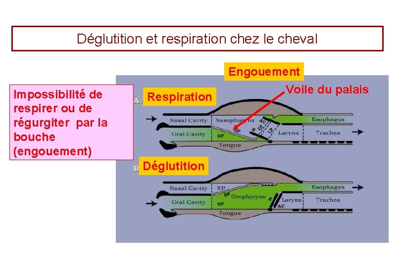 Déglutition et respiration chez le cheval Impossibilité de respirer ou de régurgiter par la