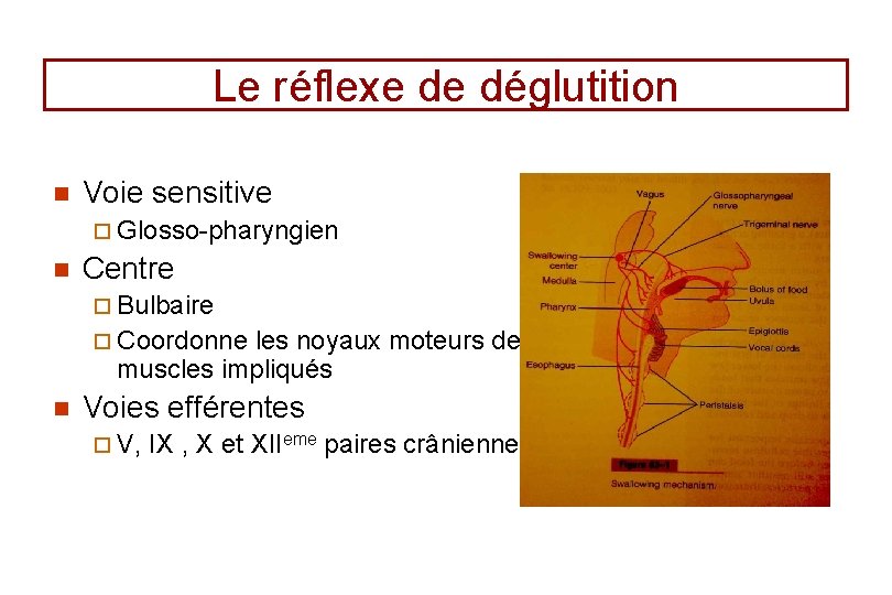 Le réflexe de déglutition n Voie sensitive ¨ Glosso-pharyngien n Centre ¨ Bulbaire ¨