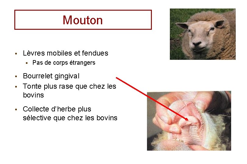 Mouton § Lèvres mobiles et fendues § § Pas de corps étrangers Bourrelet gingival