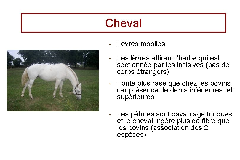 Cheval • Lèvres mobiles • Les lèvres attirent l’herbe qui est sectionnée par les