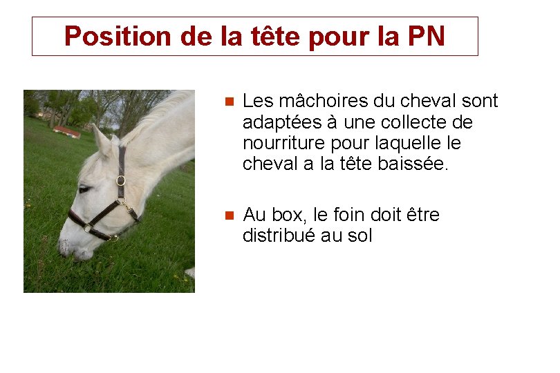 Position de la tête pour la PN n Les mâchoires du cheval sont adaptées