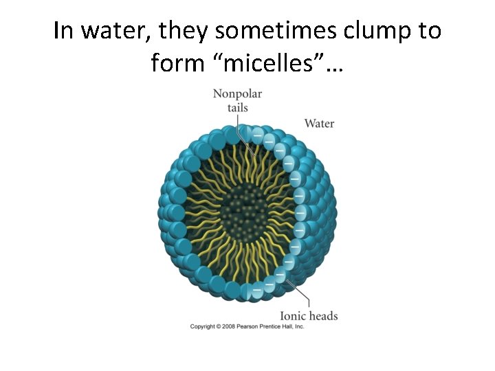 In water, they sometimes clump to form “micelles”… In water, they sometimes clump to form “micelles”…