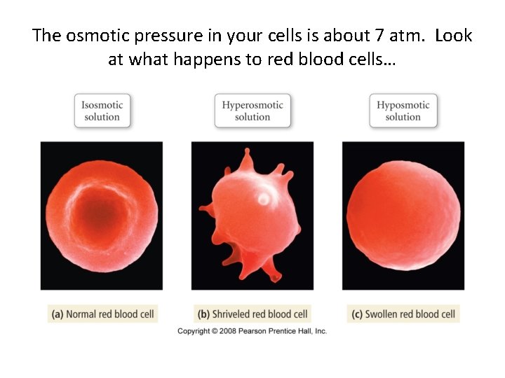 The osmotic pressure in your cells is about 7 atm. Look at what happens The osmotic pressure in your cells is about 7 atm. Look at what happens