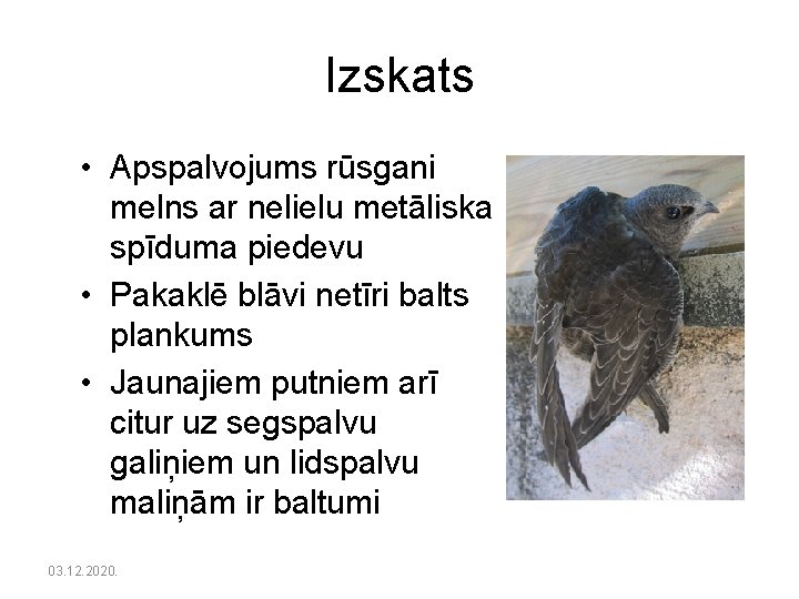 Izskats • Apspalvojums rūsgani melns ar nelielu metāliska spīduma piedevu • Pakaklē blāvi netīri