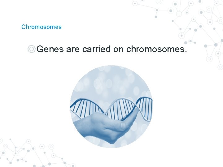 Chromosomes ◎Genes are carried on chromosomes. Chromosomes ◎Genes are carried on chromosomes.