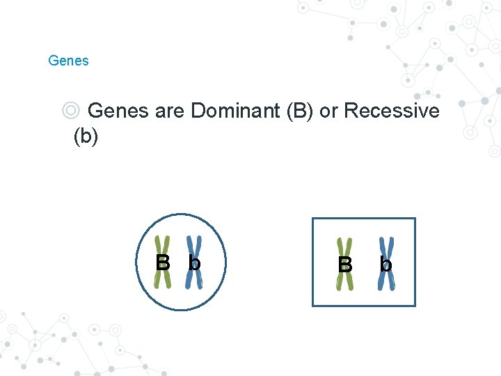 Genes ◎ Genes are Dominant (B) or Recessive (b) B b Genes ◎ Genes are Dominant (B) or Recessive (b) B b