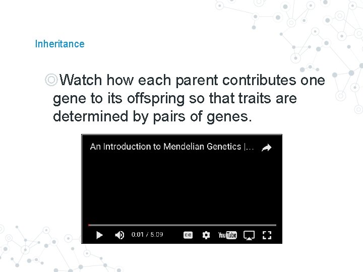 Inheritance ◎Watch how each parent contributes one gene to its offspring so that traits Inheritance ◎Watch how each parent contributes one gene to its offspring so that traits