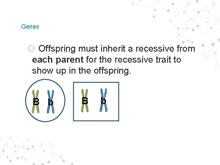 Genes ◎ Offspring must inherit a recessive from each parent for the recessive trait Genes ◎ Offspring must inherit a recessive from each parent for the recessive trait