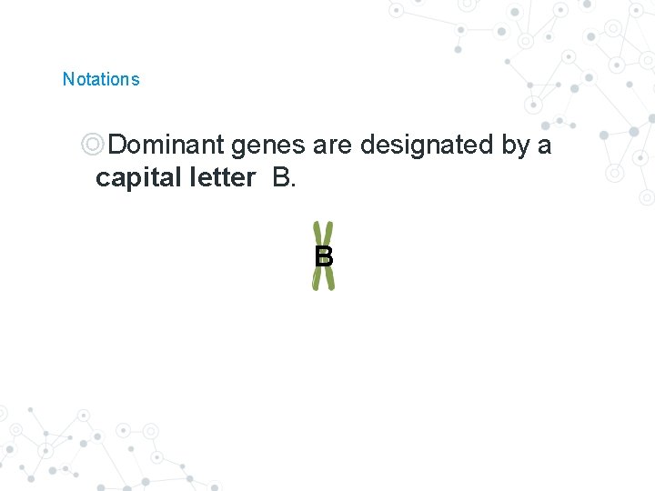 Notations ◎Dominant genes are designated by a capital letter B. B Notations ◎Dominant genes are designated by a capital letter B. B