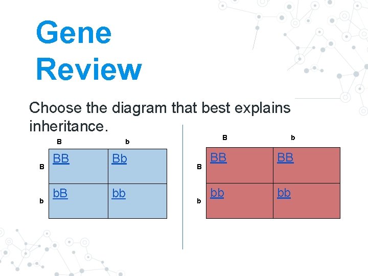 Gene Review Choose the diagram that best explains inheritance. B B b b BB Gene Review Choose the diagram that best explains inheritance. B B b b BB