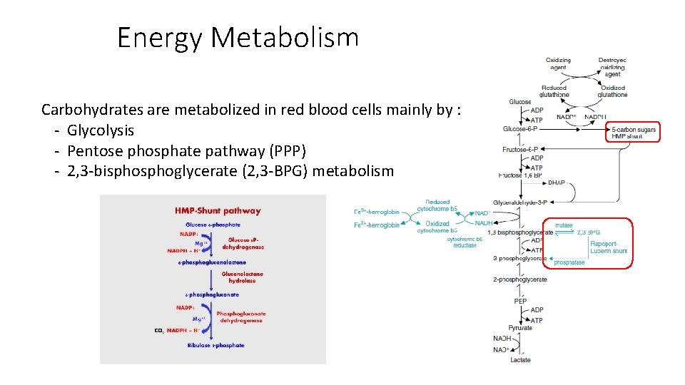Biochemistry of Blood and Energy of Cardiac Muscles