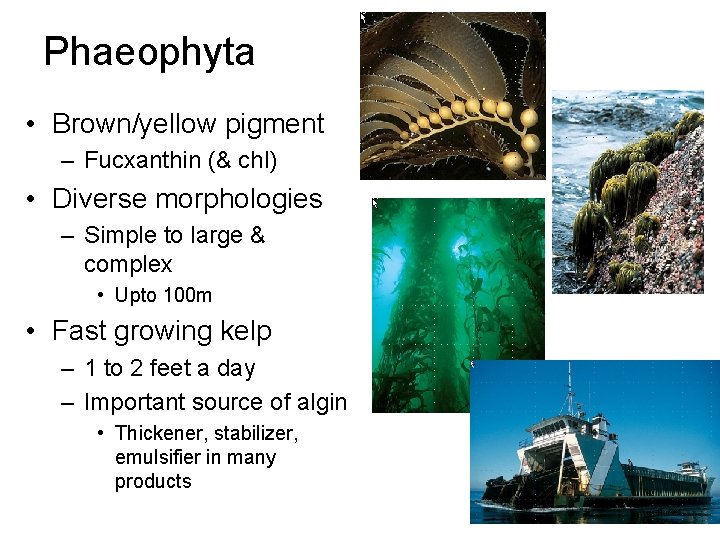 Phaeophyta • Brown/yellow pigment – Fucxanthin (& chl) • Diverse morphologies – Simple to