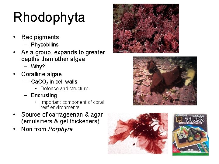 Rhodophyta • Red pigments – Phycobilins • As a group, expands to greater depths