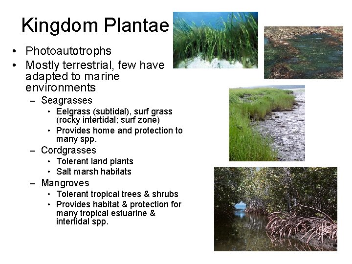 Kingdom Plantae • Photoautotrophs • Mostly terrestrial, few have adapted to marine environments –