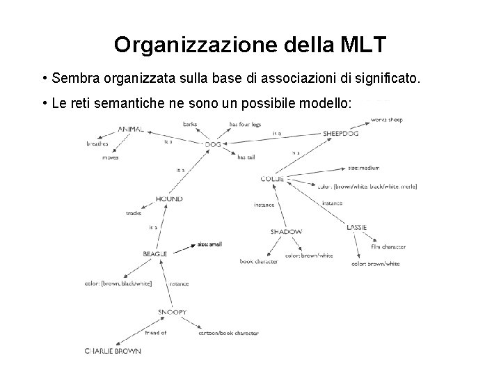 Organizzazione della MLT • Sembra organizzata sulla base di associazioni di significato. • Le