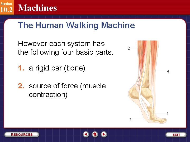 Section 10. 2 Machines The Human Walking Machine However each system has the following