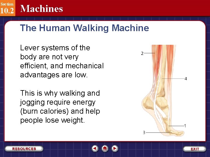 Section 10. 2 Machines The Human Walking Machine Lever systems of the body are