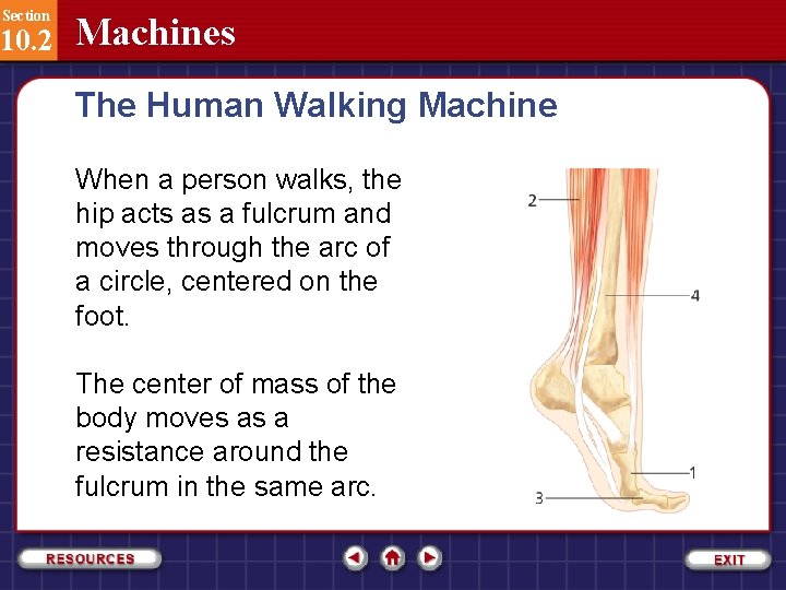 Section 10. 2 Machines The Human Walking Machine When a person walks, the hip