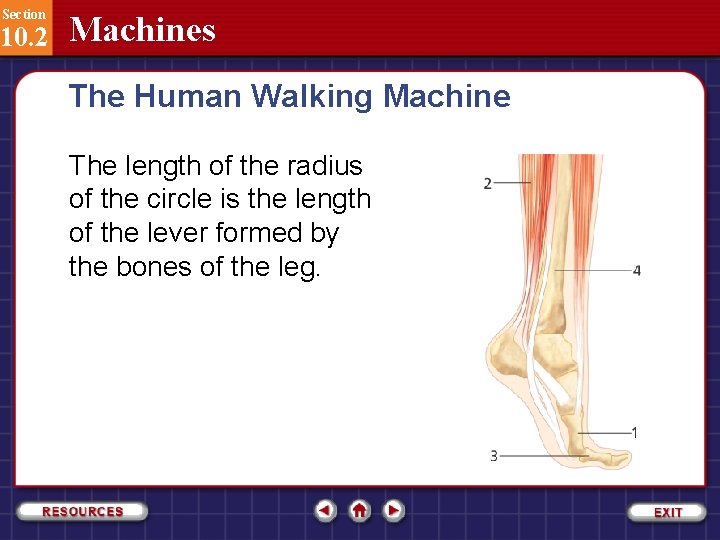 Section 10. 2 Machines The Human Walking Machine The length of the radius of