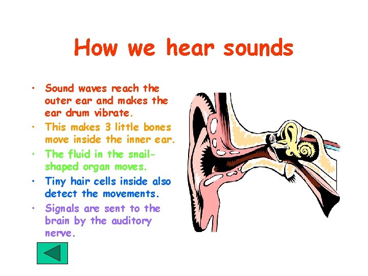 How we hear sounds • Sound waves reach the outer ear and makes the