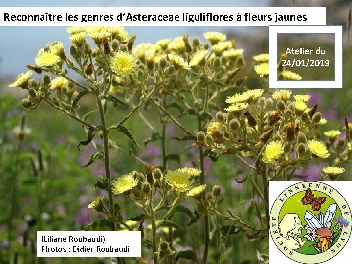 Reconnaître les genres d’Asteraceae liguliflores à fleurs jaunes Atelier du 24/01/2019 (Liliane Roubaudi) Photos