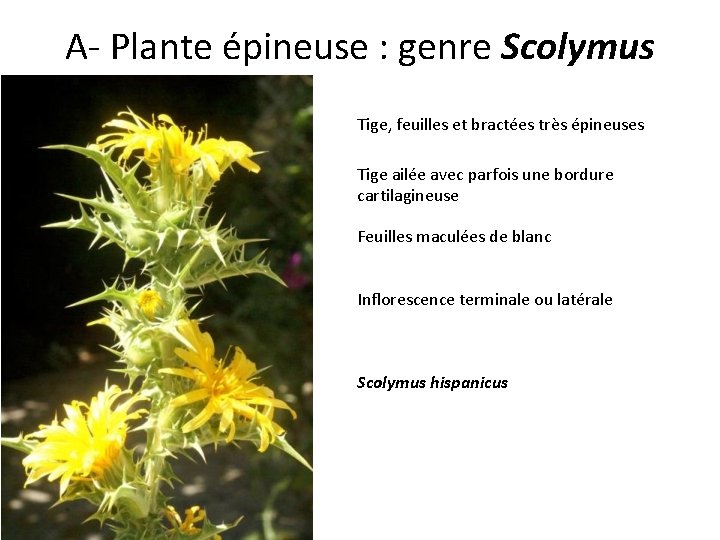 A- Plante épineuse : genre Scolymus Tige, feuilles et bractées très épineuses Tige ailée